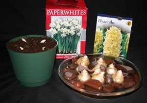 forcing bulbs in winter