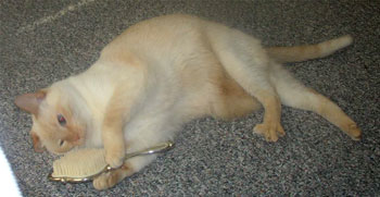 Hendrix and his hairbrush