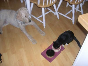 Hero (Labradoodle)