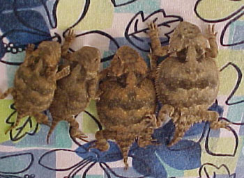 Horny Toads