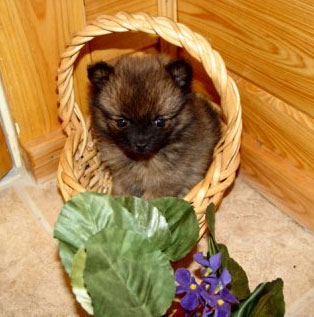 KibblesNBits (Pomeranian)