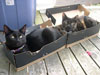 Kitty Choo Choo