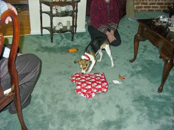 Loggie (Long Leg Jack Russell Terrier)