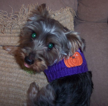 Oso - Yorkshire Terrier