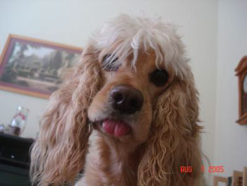 Peanut - Cocker Spaniel