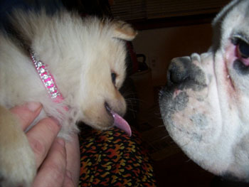Pekingese and Boxer