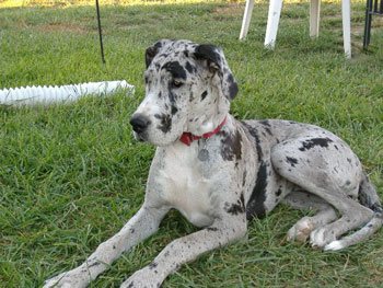 Sabra's Heavenly Bailey - Merliquin Great Dane