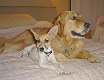 Sam (Rat Terrier) and Riley (Golden Retriever)