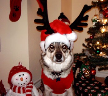 Santa Dress Up