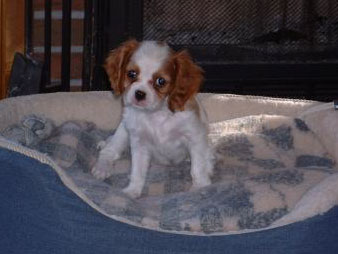 Sassy - Cavalier King Charles Spaniel