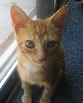 Spike - DSH Cat
