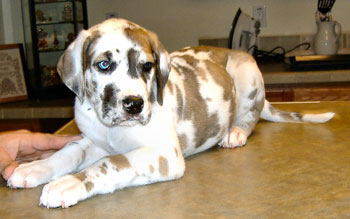 Spotted Puppy