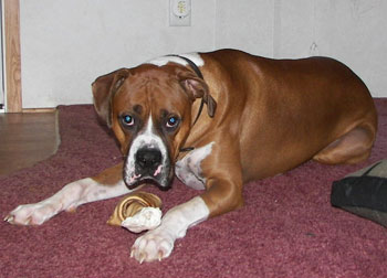 Tyson (Boxer)