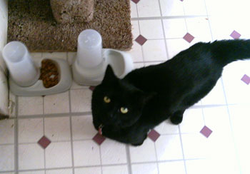 Molly - Walking the Cat