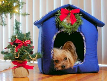 Webster (Yorkshire Terrier)
