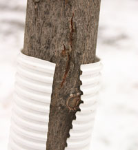 Protecting Trees
