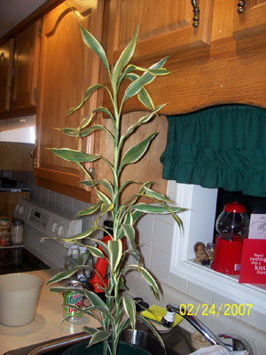 What Is This Plant? (Dracaena)