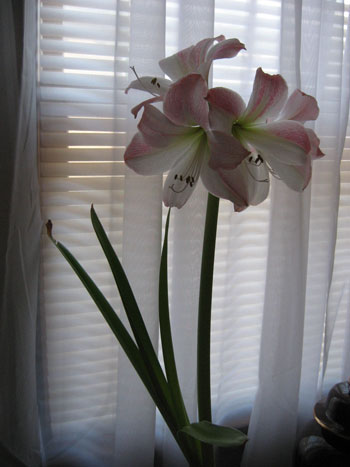 Amaryllis
