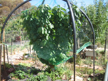 Fruit Tree Bird Net Frame