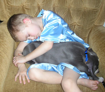 Bulldozer (Blue Pitbull)