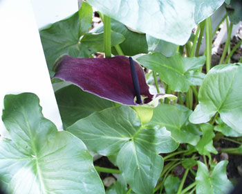 Purple Calla Lilies