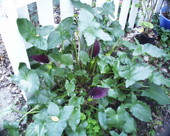 Purple Calla Lily