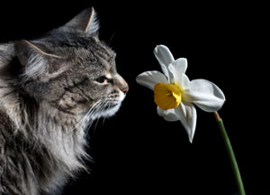 Keep Cats Out Of Planters