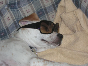 Chester (Mixed Breed)