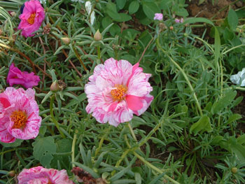 Garden photographs