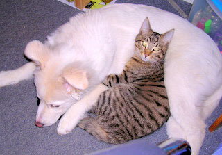 Kiana (Golden Retriever/Malamute) and Alexander (Cat)