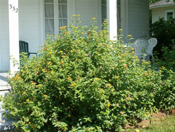 Lantanas