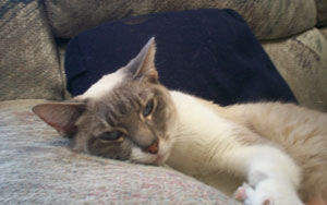 My Mood Cat