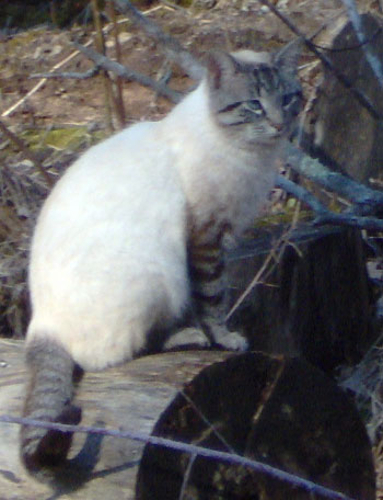 Possum the Cat