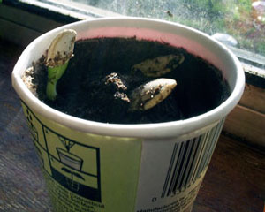Gardening With Your Kids