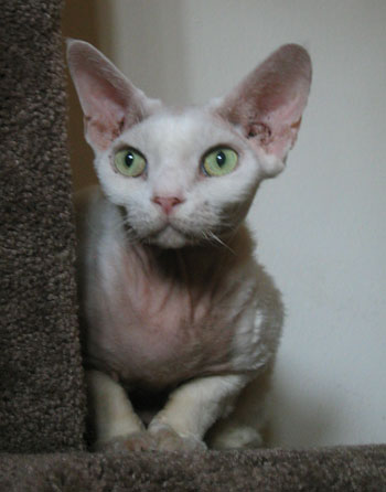 Seymore (Devon Rex)