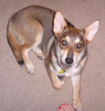 Sierra (Husky/German Shepherd)