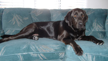 Tuscon (Labrador Retriever)