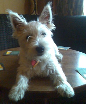 West Highland Terrier Barking