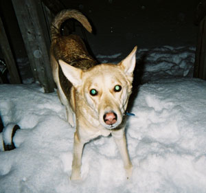 What Breed Is My Dog? (German Shepherd mix)