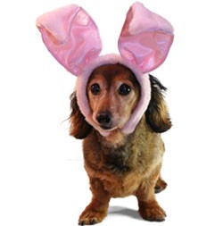 Easter Hazards for Pets