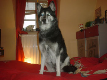 Inuki (Husky/German Shepard)