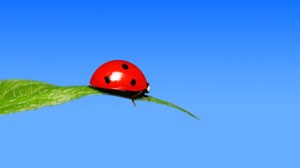 Luring Ladybugs Into Your Garden