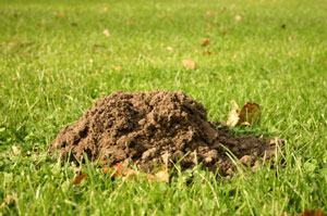 molehill300x199.jpg