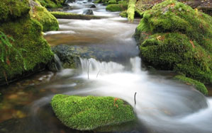 Growing Moss on Rocks