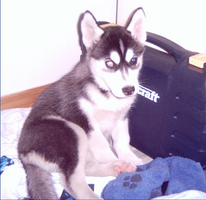 One Year Old Siberian Husky Lost a Tooth