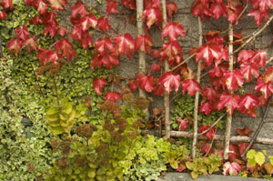 Make a rustic trellis.