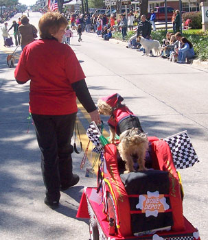 Webster (Yorkie)