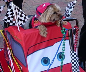 Webster (Yorkie)