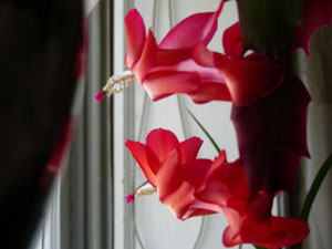 Christmas Cactus in March