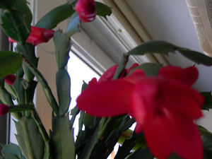 Christmas Cactus in March